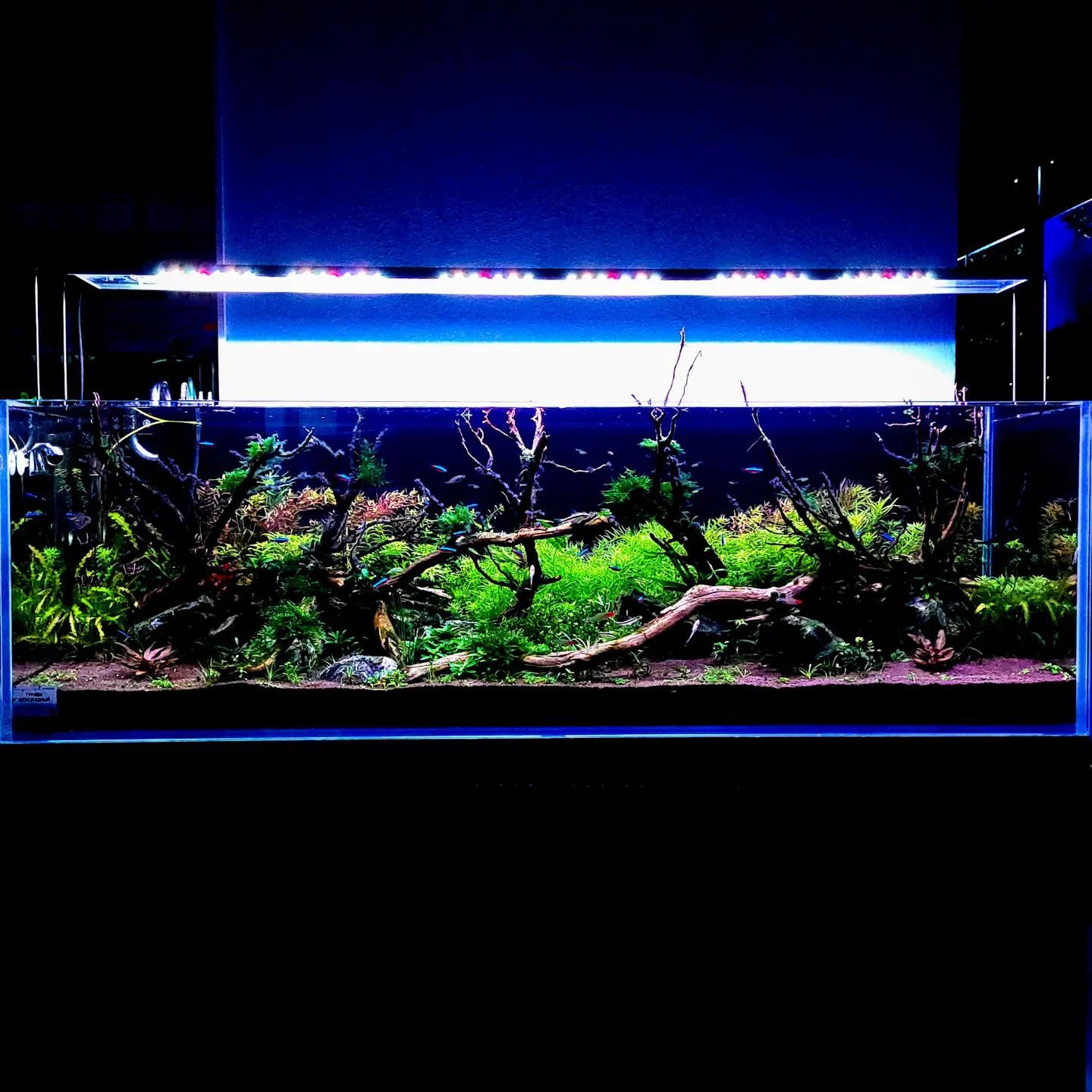 Галерея акваріумів